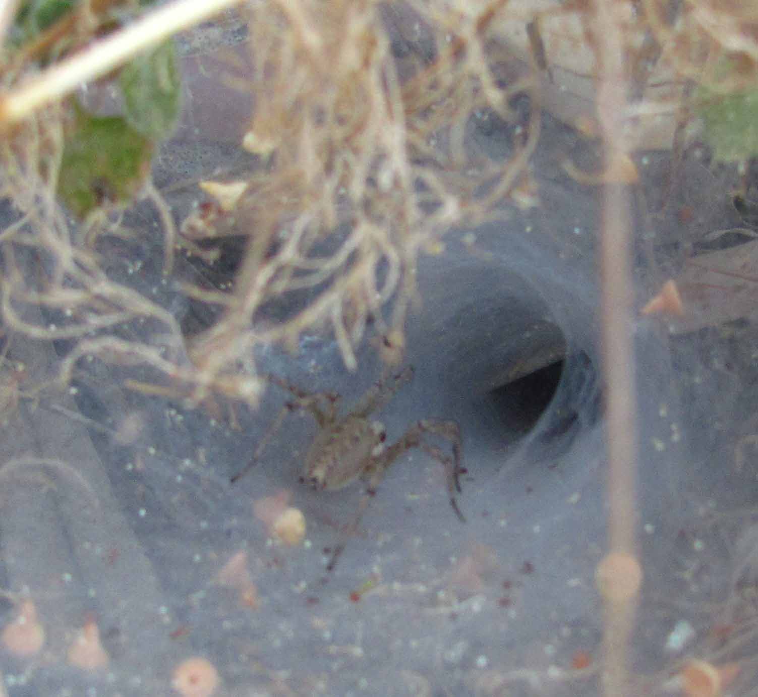 Piccolo gigante siculo (Argiope lobata)